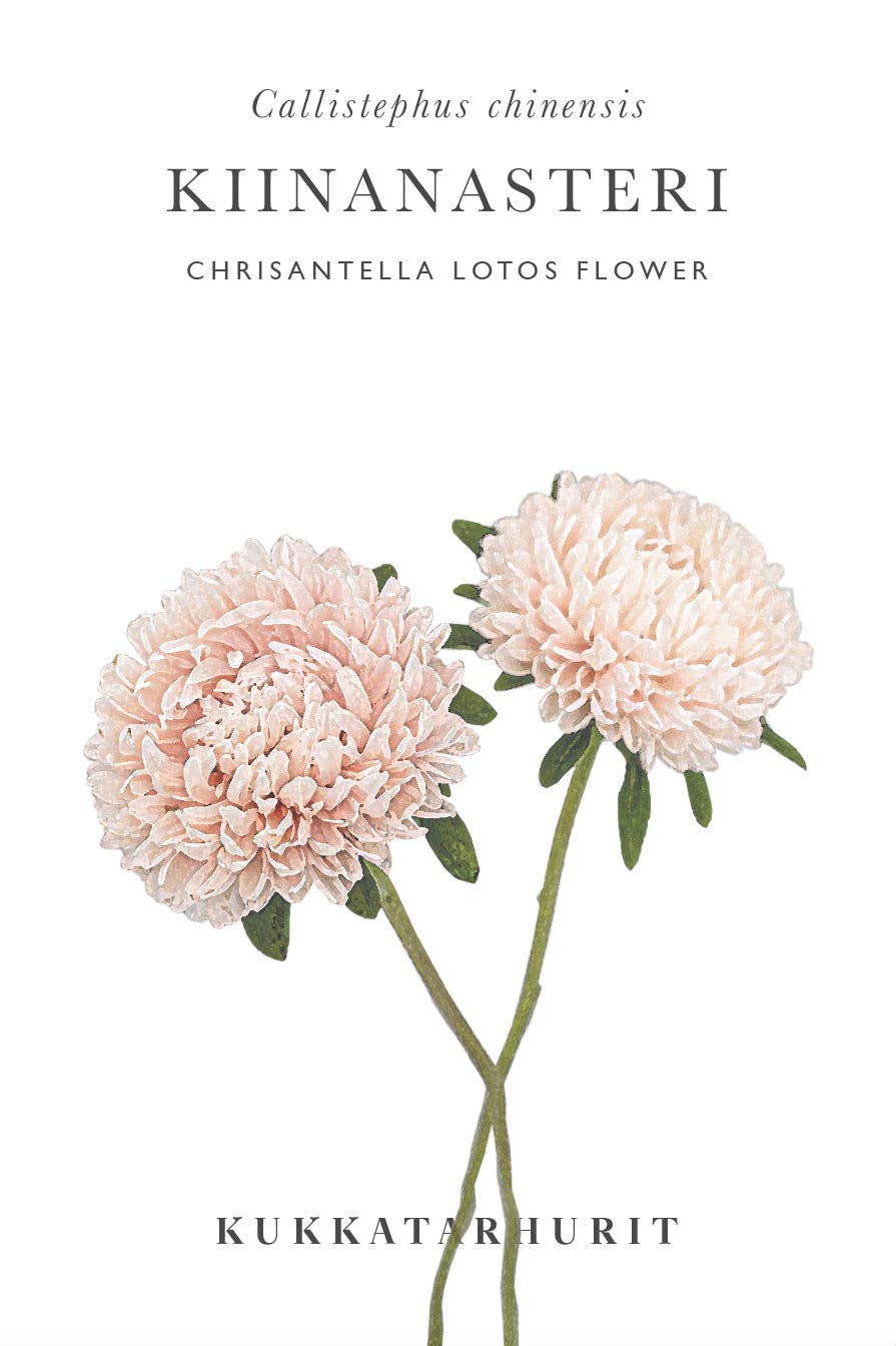Sommaraster Chrisantella Lotos fröer