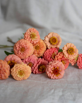 Zinnia 'Oklahoma Salmon' frø