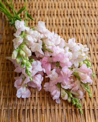 Leijongap Costa Silver frø