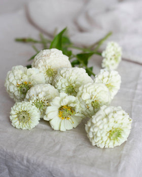 Isotsinnia Oklahoma Blanc graines
