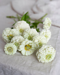 Isotsinnia Oklahoma Hvid frøer