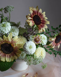 Isotsinnia Oklahoma Hvid frøer