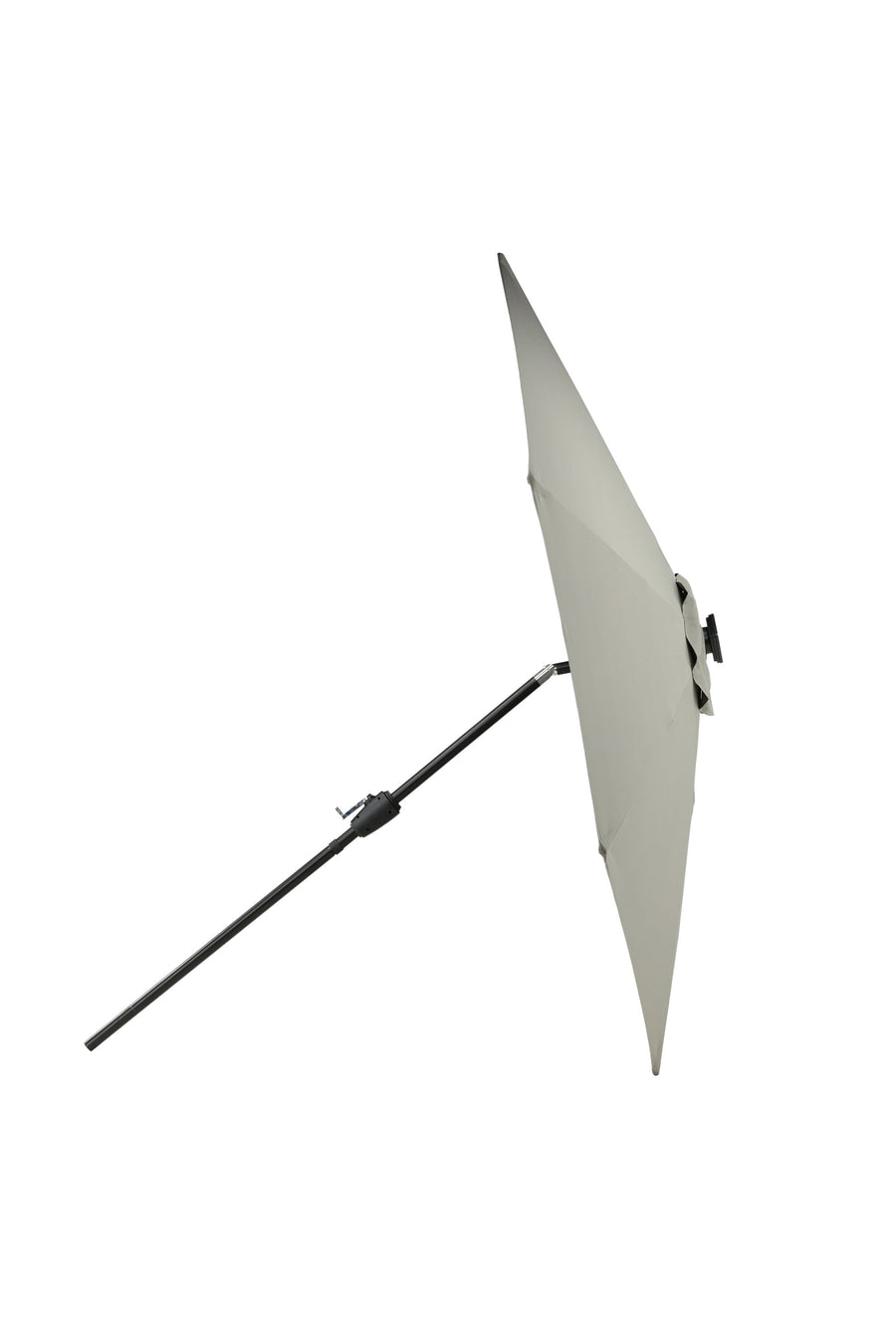 Sabal Parasol 