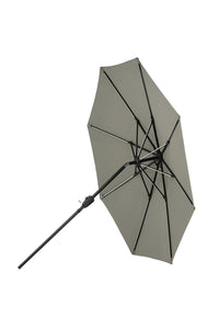 Sabal Parasol 