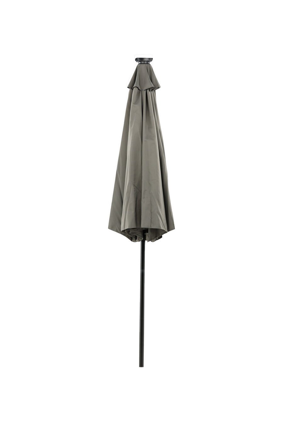 Sabal Parasol 