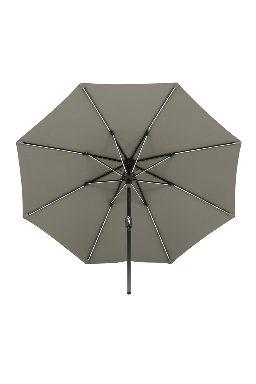 Sabal Parasol 