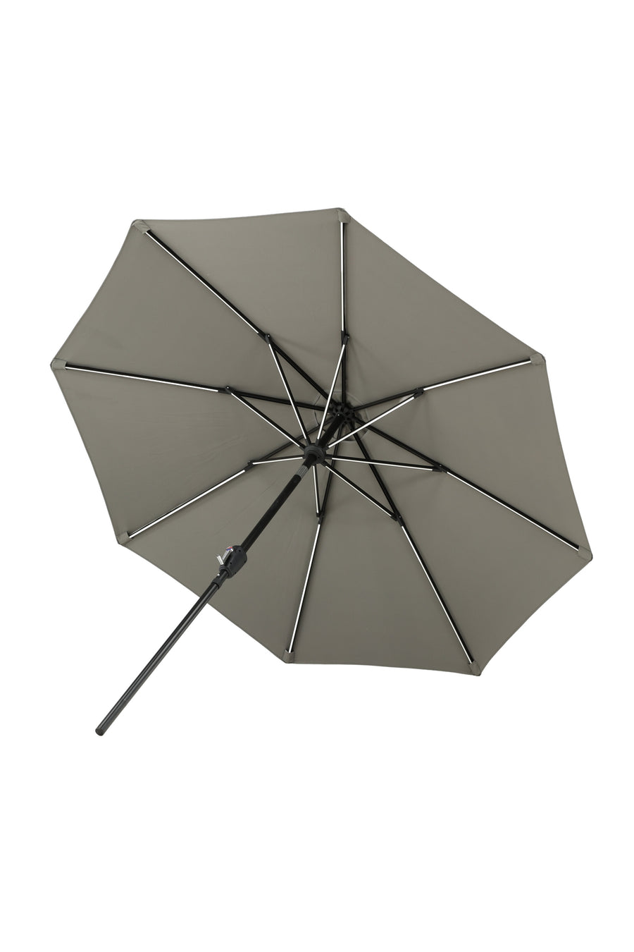 Sabal Parasol 