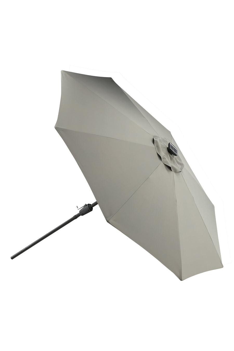 Sabal Parasol 