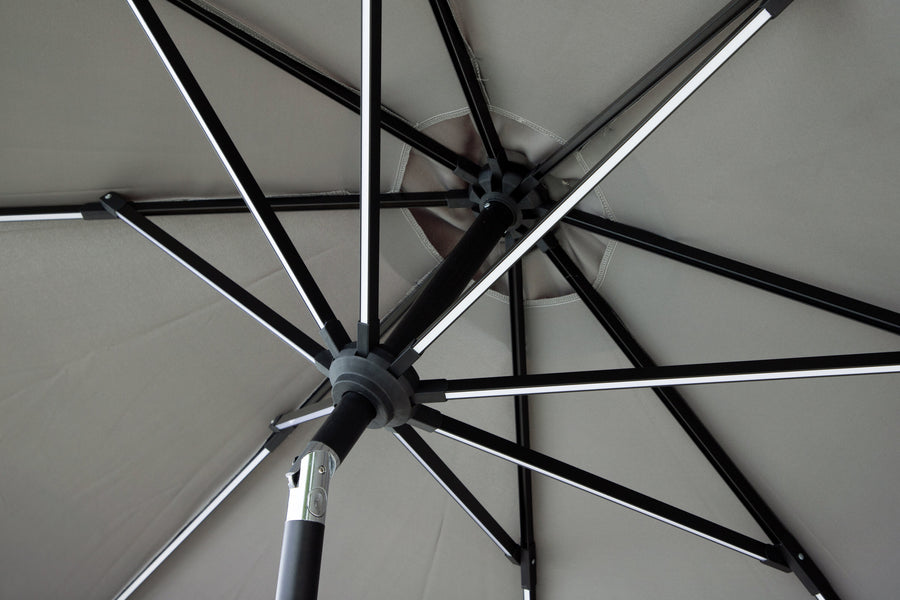 Sabal Parasol 