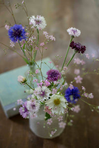 Blåklint Klassisk magi frøer