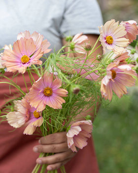 Rosenskära 'Apricotta' fröer