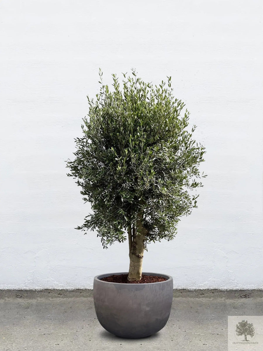 Pot en terre cuite gris - Bas rond - 64-120 cm 