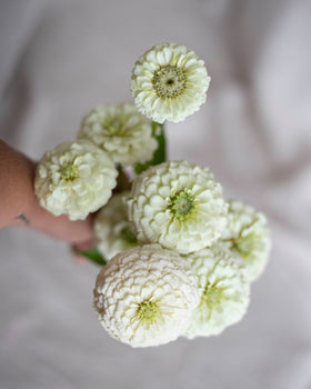Isotsinnia Oklahoma Blanc graines