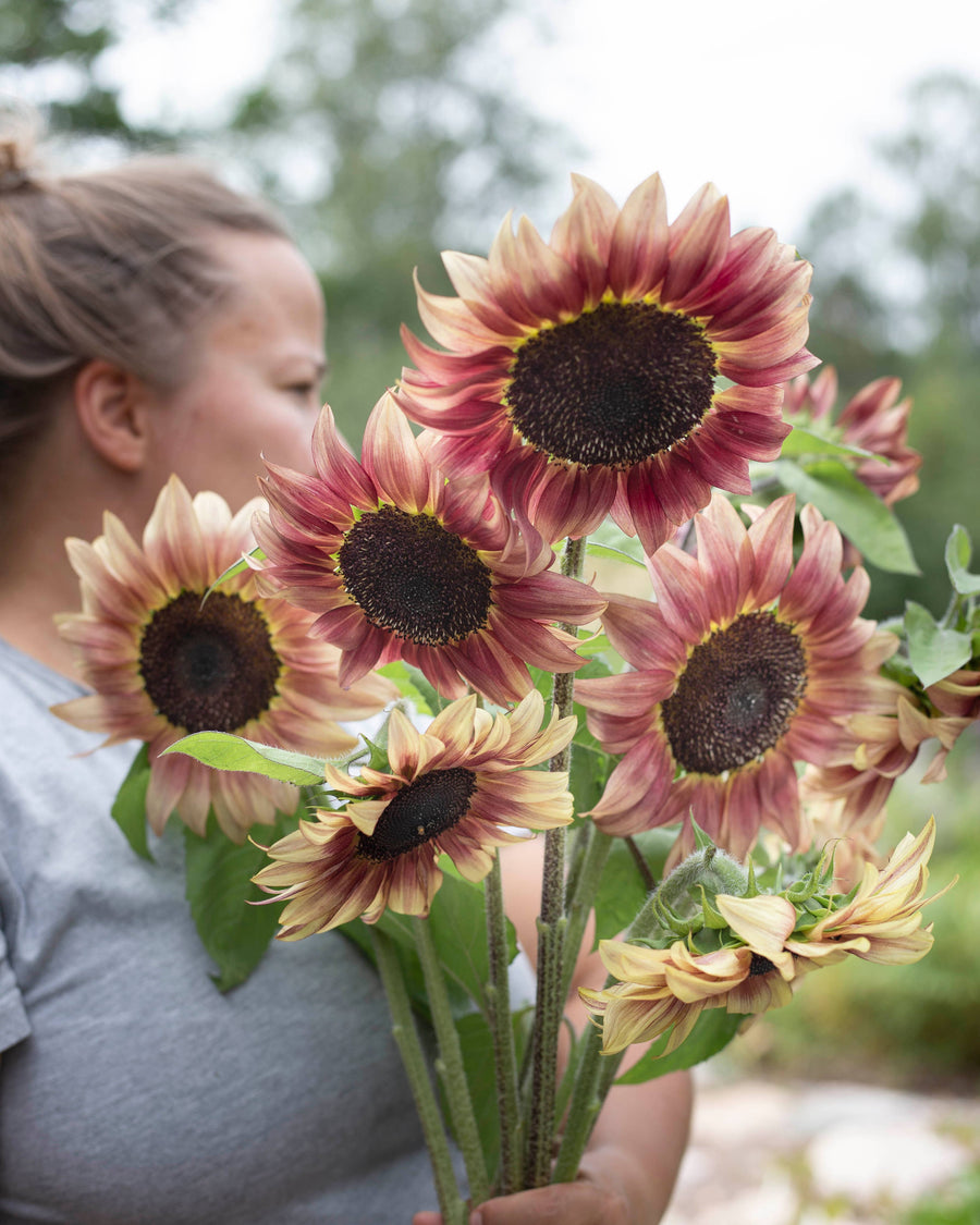 Solros frö Pro Cut Plum fröer – dangarden