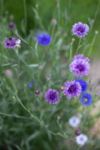 Blåklint Klassisk magi frøer