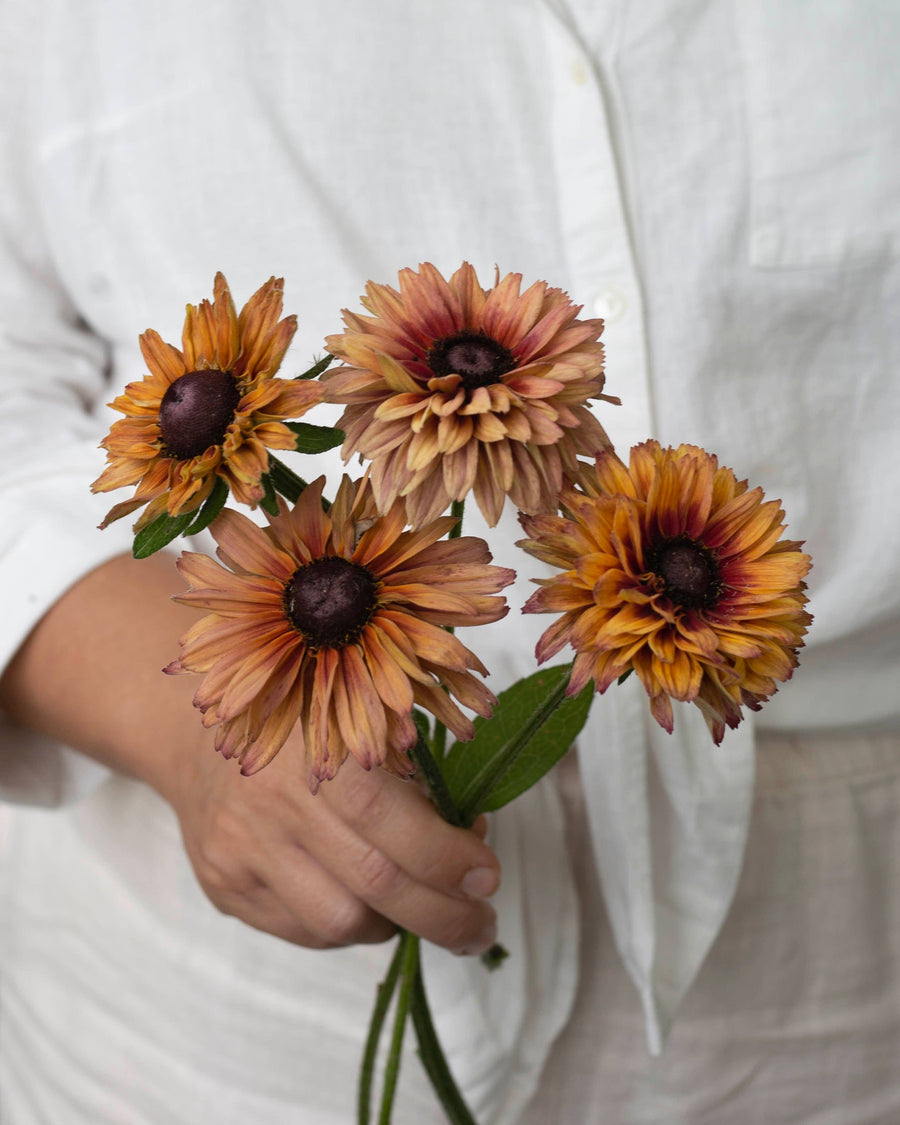 Sommarrudbeckia frø