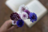 Blåklint Klassisk magi frøer