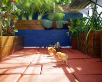 MYTHOS växthus i Polykarbonat