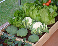 CANOPIA dryppvanningssett for drivhus