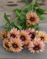 Sommerrudbeckia frø