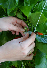 CANOPIA pro-kit for espaliers