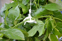 CANOPIA pro-kit for espaliers