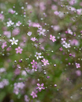 Summer Harso Rosa frö