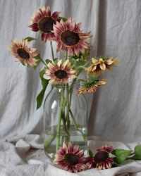 Solros frö Pro Cut Plum fröer – dangarden