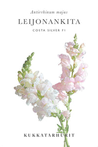 Leijongap Costa Silver frø