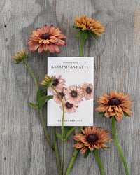 Sommerrudbeckia frø