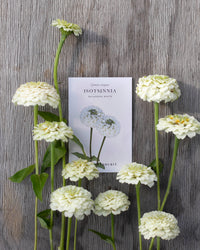 Isotsinnia Oklahoma Hvid frøer