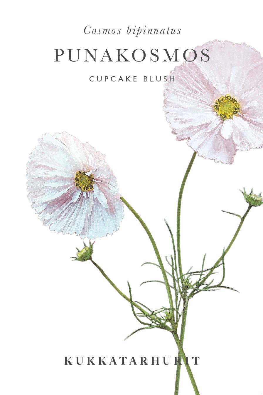 Rosenskära Cupcake Blush frø