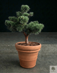 Pot Terracotta - Siena - 58 cm diameter - 50 cm højde