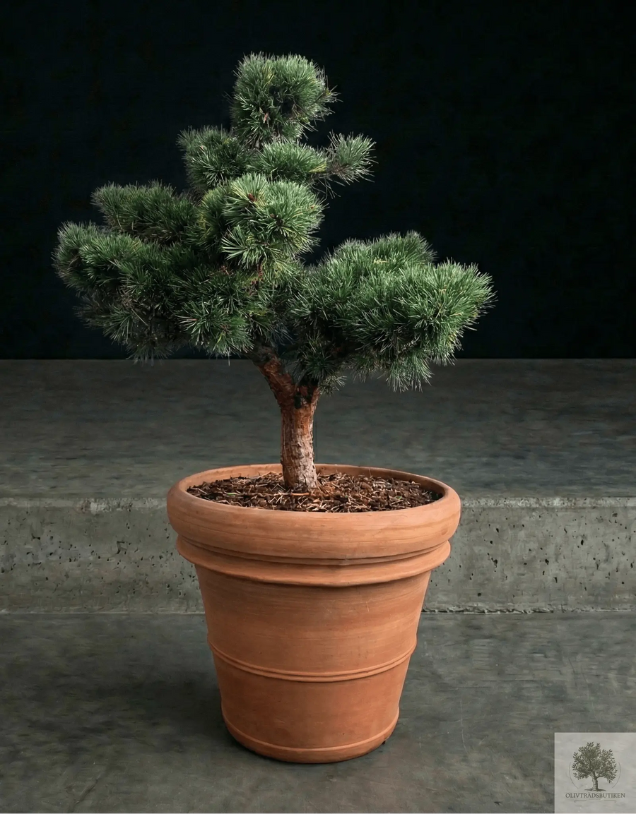 Pot Terracotta - Siena - 58 cm diameter - 50 cm højde