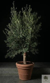 Pot Terracotta - Siena - 58 cm diameter - 50 cm højde