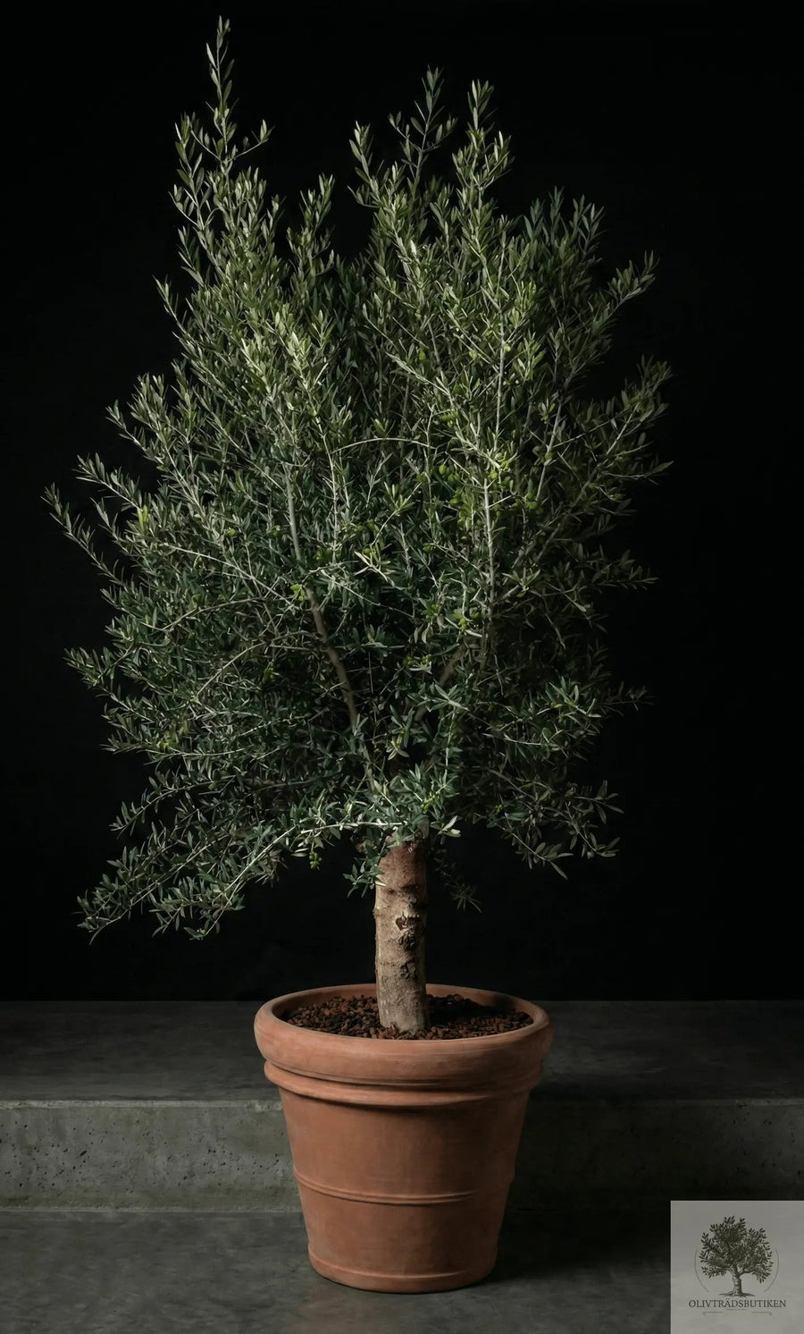Pot Terracotta - Siena - 58 cm diameter - 50 cm højde