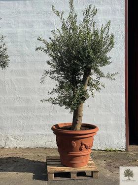 Potte Terrakotta - Impruneta Garland - 80 cm diameter - 62 cm høyde 