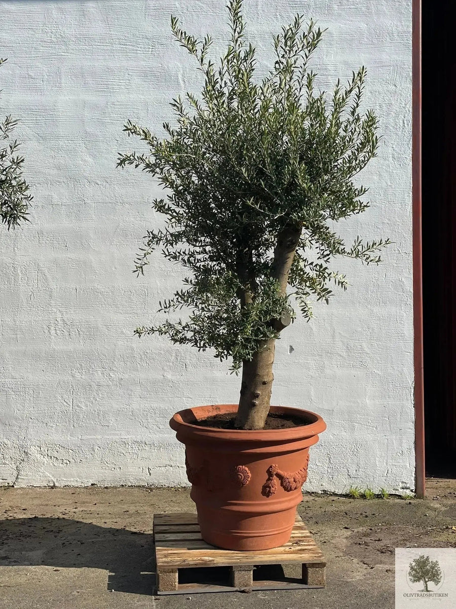 Potte Terrakotta - Impruneta Garland - 80 cm diameter - 62 cm høyde 
