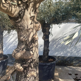 Oliventræ Olea Europaea 40 år - Medium