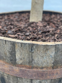 Olivträd 25 år planterat i halvt vinfat