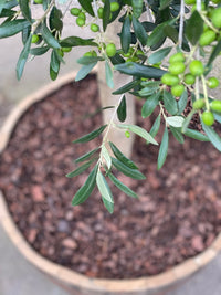 Olivträd 25 år planterat i halvt vinfat