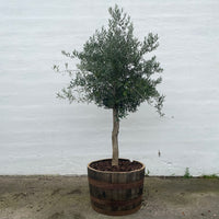 Olivträd 25 år planterat i halvt vinfat