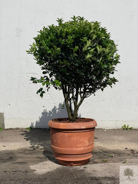Terrakottakrukke - Barile Liscio - 60 cm diameter - 51 cm høyde 