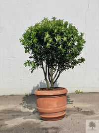 Terrakottakruka - Barile Liscio - 60 cm diameter - 51 cm höjd
