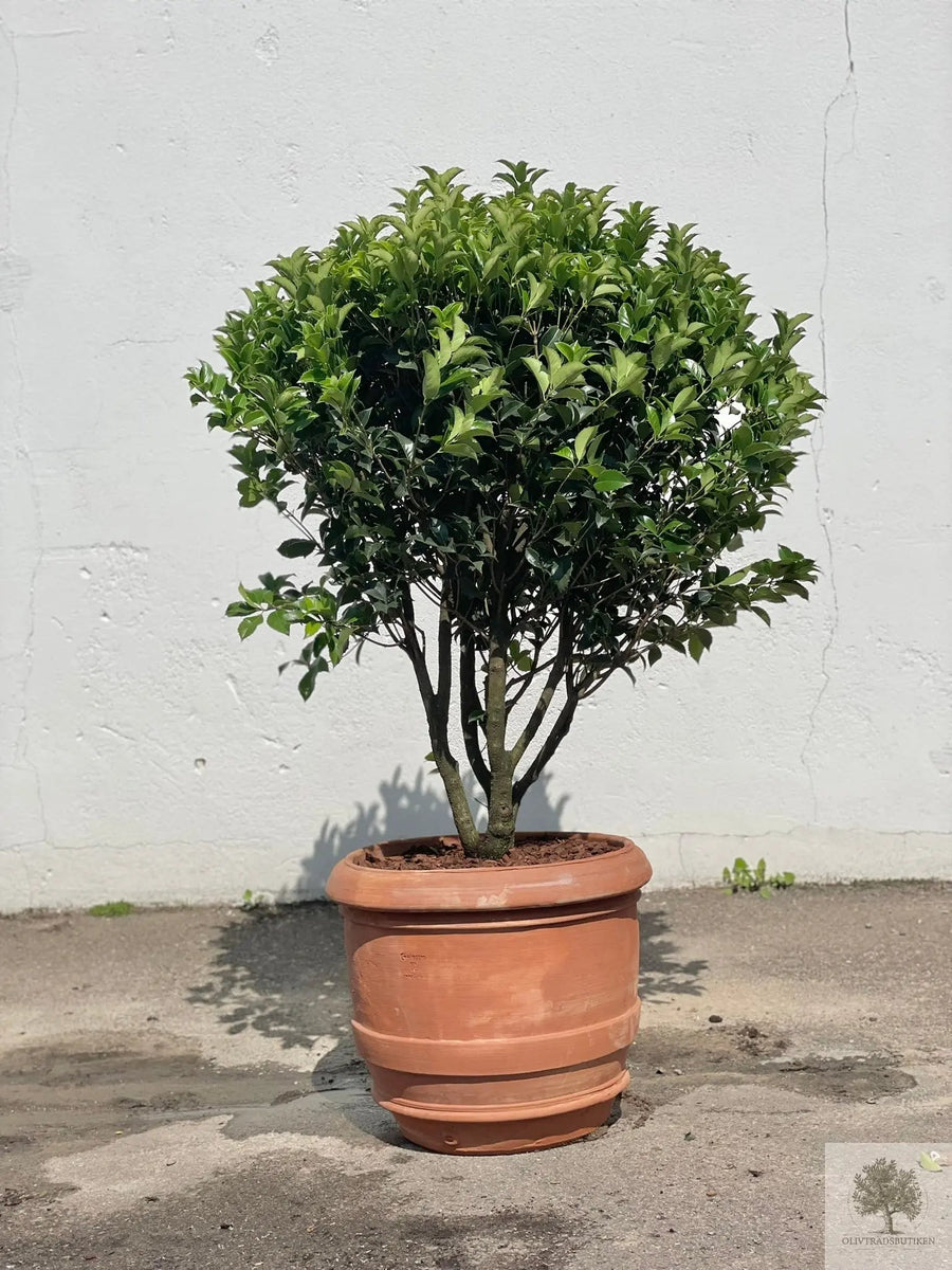 Terrakottakruka - Barile Liscio - 60 cm diameter - 51 cm höjd