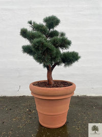 Terracotta potte - Toscana - 70 cm diameter - 58 cm højde