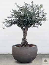 Pot en terre cuite gris - Bas rond - 64-120 cm 