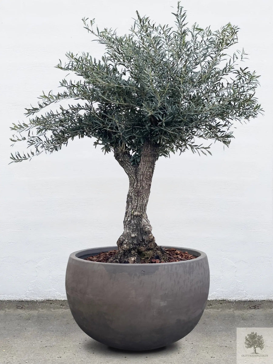 Pot en terre cuite gris - Bas rond - 64-120 cm 