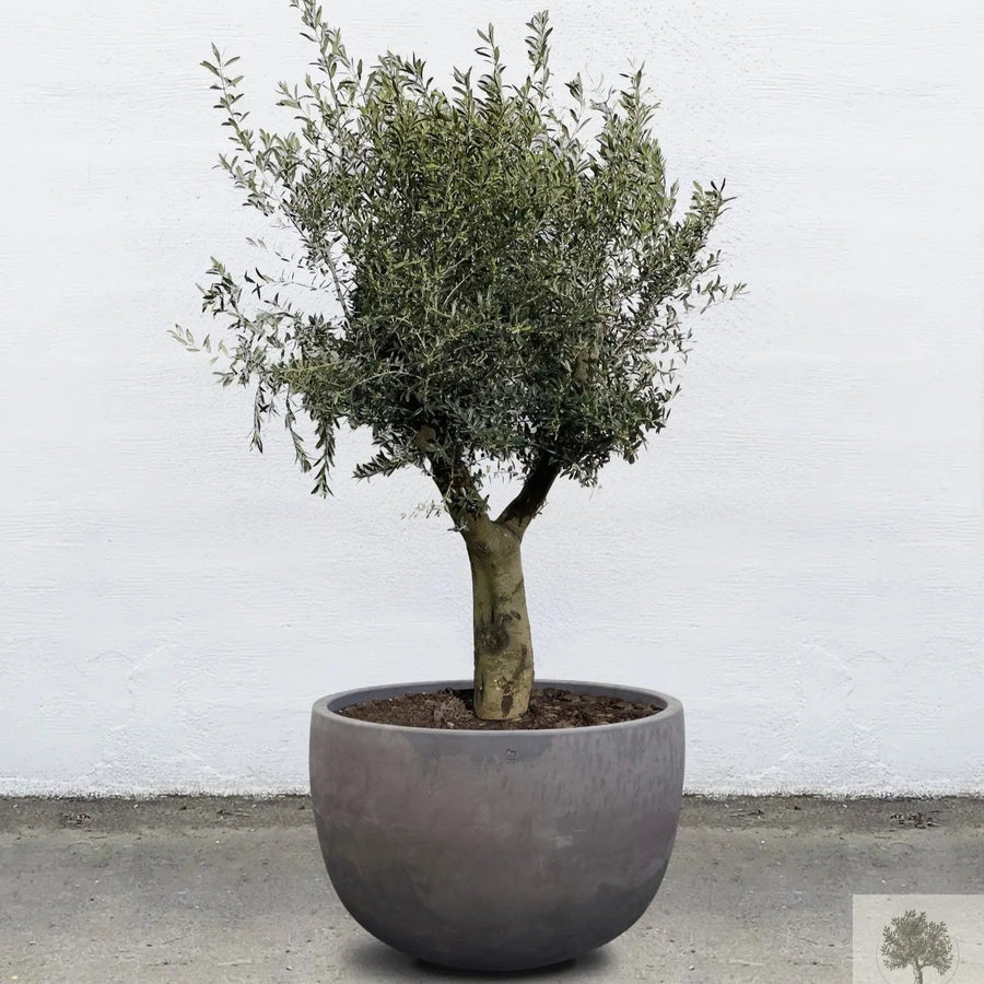 Pot en terre cuite gris - Bas rond - 64-120 cm 