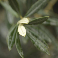 Olivträd 25 år planterat i halvt vinfat